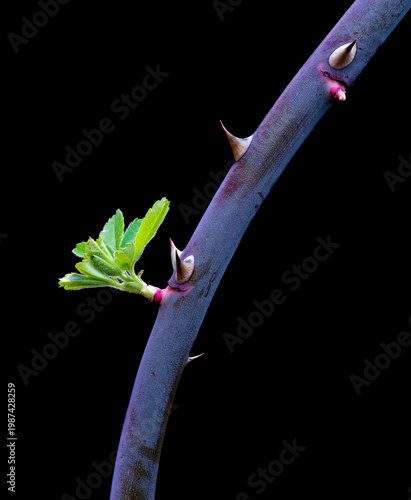 Branch of climbing prairie rose (Rosa setigera) in early spring, growing in garden in central Virginia.