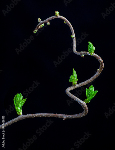 Emerging leaves of Asian bittersweet vine (Celastrus orbiculatus) in early spring in central Virginia, where it is a seriously invasive species.