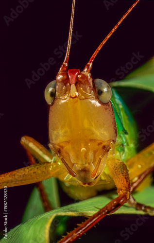 Handsome meadow katydid (Orchelimum pulchellum) on wild rice leaf.