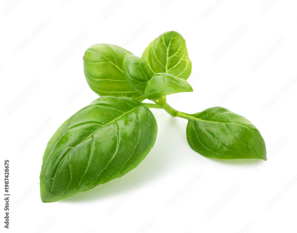Fototapeta premium Fresh green basil leaves isolated on white