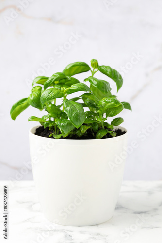 Aromatic basil growing in pot on white marble table, closeup