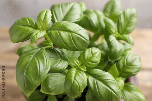 Aromatic basil growing in pot on table against blurred background, closeup