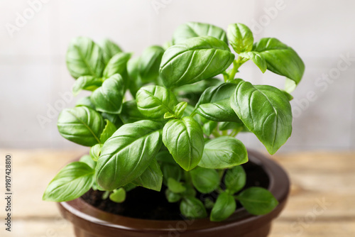 Aromatic basil growing in pot on table against blurred grey background, closeup