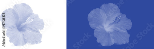Vintage Hibiscus Flower in Cyanotype Blue Tone for Exotic Botanical Illustration Art