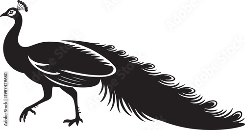 peacock vector illustration