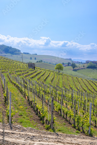Piedmont vineyards creating scenic agricultural landscape in Italy