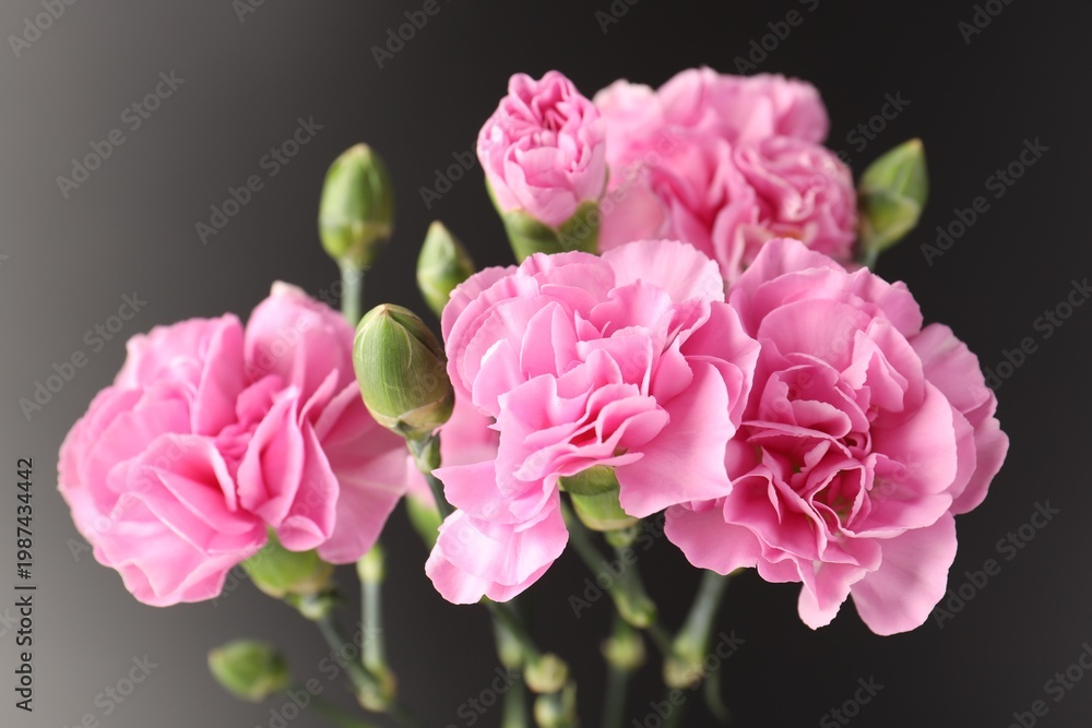 Fototapeta premium Beautiful carnation flowers on black background, closeup