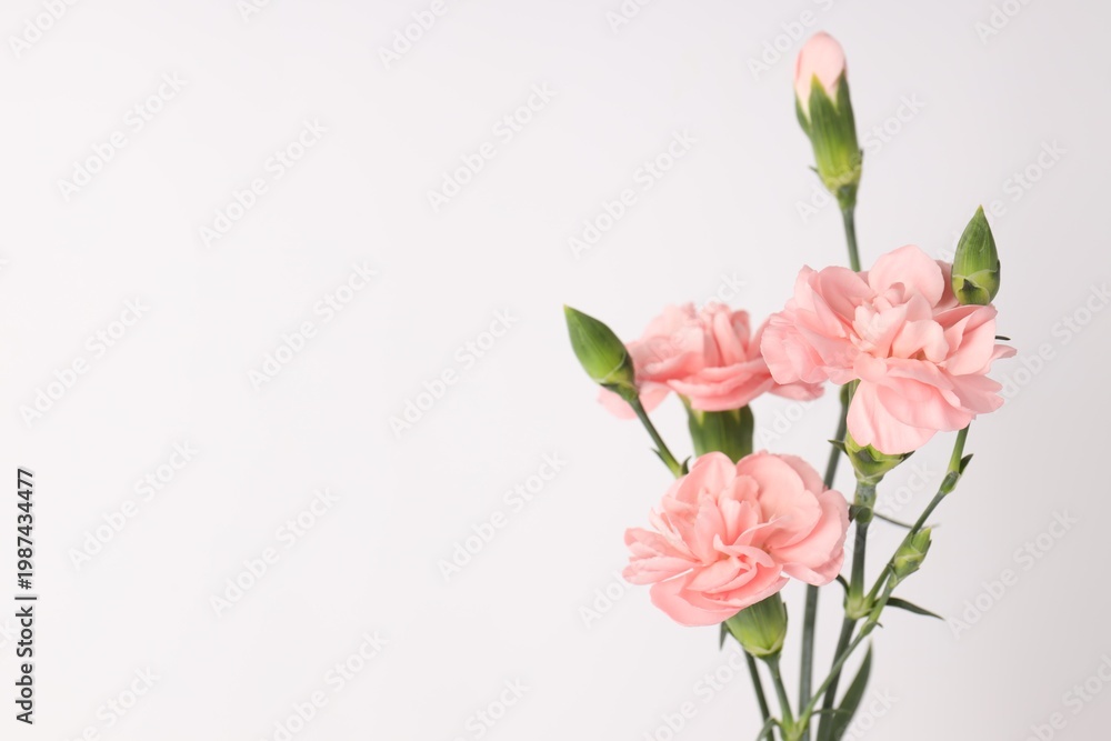 Fototapeta premium Beautiful carnation flowers on white background, closeup. Space for text
