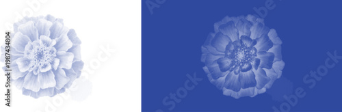 Marigold Flower Head in Blue Cyanotype Vintage Style Print