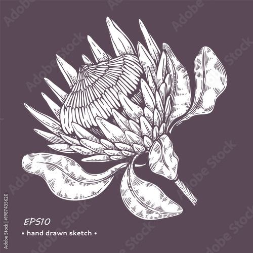 Protea flower monochrome