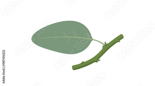 A single isolated green apple leaf attached to a short woody stem.