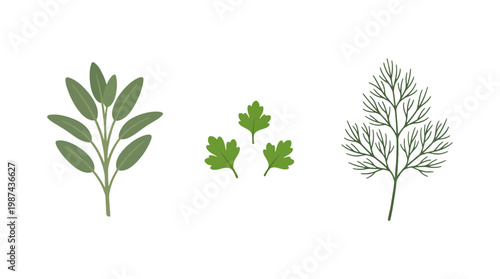 Set of fresh green culinary herbs including sage parsley and dill illustrations.