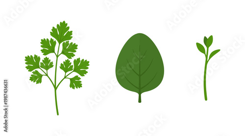 Set of fresh green herb leaves including parsley and spinach isolated on white background.