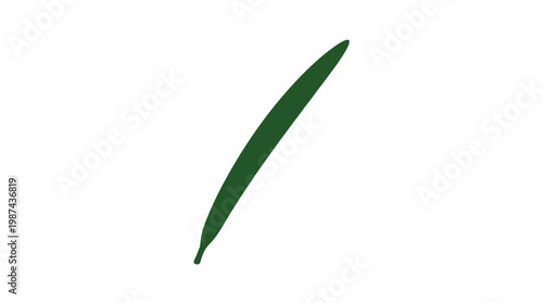 Single isolated dark green olive leaf on white background.