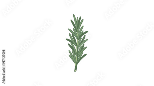 A single fresh sprig of green rosemary herb isolated on white background.