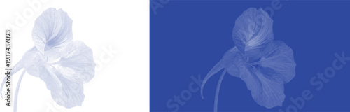 Graceful Lily Bloom in Cyanotype Blue Tone for Elegant Minimalist Botanical Illustration