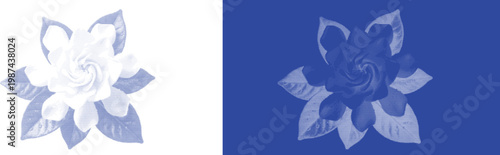 Exotic Flower Bloom in Blue Cyanotype Duo Tone Artistic Effect