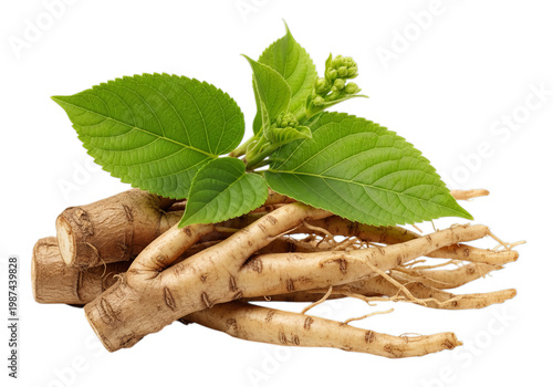 Freshly harvested ginseng root with green leaves isolated for health and wellness