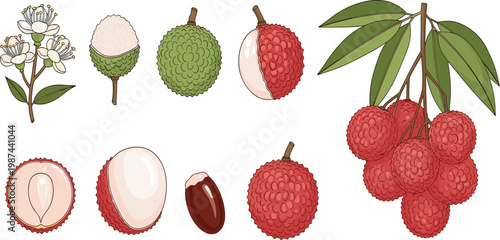Detailed botanical lychee fruit illustration set with flower, unripe green, ripe red, halved, seed, cross section, and branch with leaves on white background