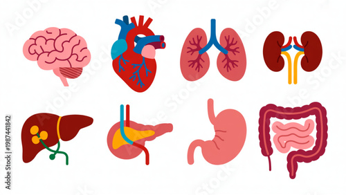 Human Anatomy Organ Icon Set – Brain, Heart, Lungs and Kidney Medical Vector Flat Illustration Collection