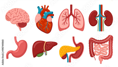 Human Anatomy Organ Icon Set – Brain, Heart, Lungs and Kidney Medical Vector Flat Illustration Collection