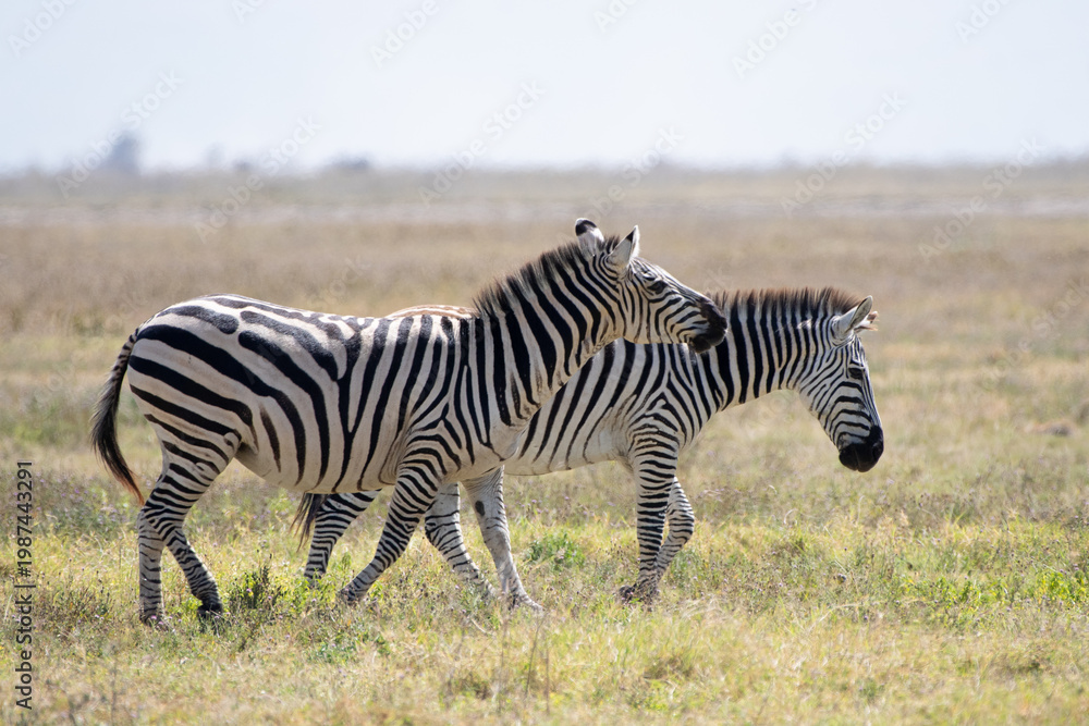 Fototapeta premium Two zebras walking together in the African savanna..