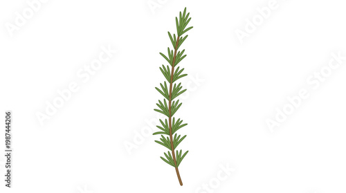 Fresh green sprig of rosemary isolated on a white background.