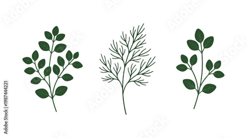 Hand drawn botanical illustration of green herbs including dill and oregano sprigs on white background.