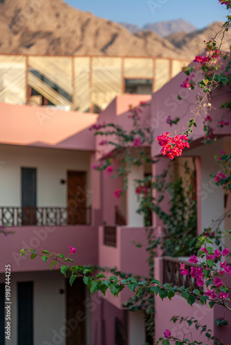Pink bougainvillea flowers blooming against the backdrop of resort architecture and Sinai mountains in Dahab, Egypt.
