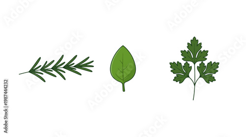 Hand Drawn Illustration of Fresh Culinary Herbs Rosemary Basil and Parsley.
