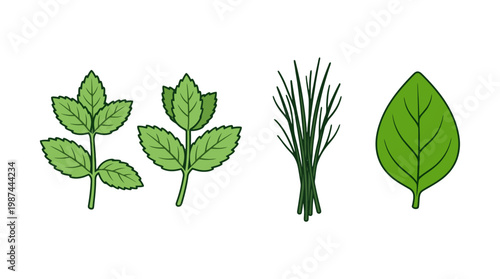 Hand Drawn Illustration Set of Fresh Green Herbs and Leaves.