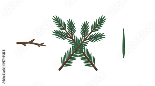 Illustration of Spruce Tree Branch Parts with Twig and Needle.