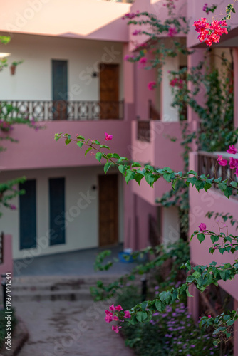 Blooming pink bougainvillea flowers against the pink terracotta architecture of a resort in Dahab, Egypt.