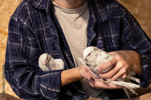 A breeder carefully holds two purebred pigeons, one in his hands and one in his shirt
