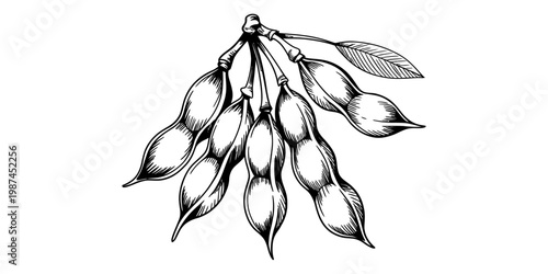 A detailed black and white line drawing of a cluster of mature bean pods hanging from a stem Vector, illustration