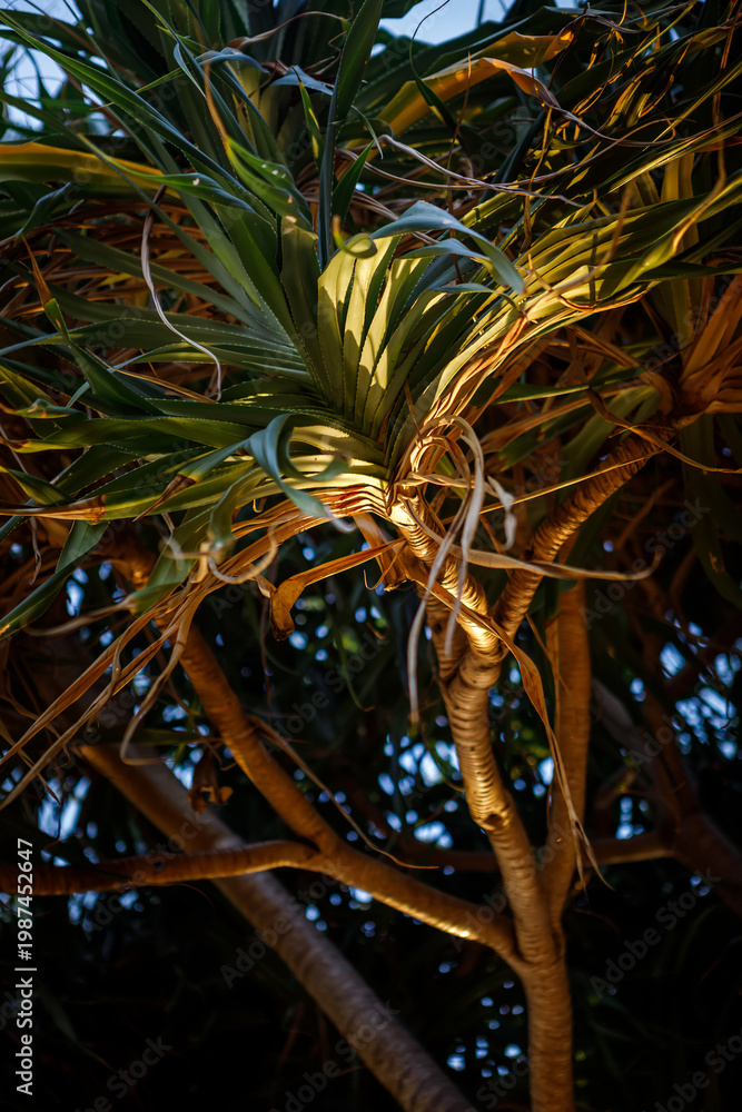 Obraz premium Close-up of Pandanus tree branches with long green spiky leaves under tropical sunlight. 