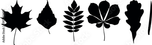 Black silhouettes of leaves collection vector set isolated on white background