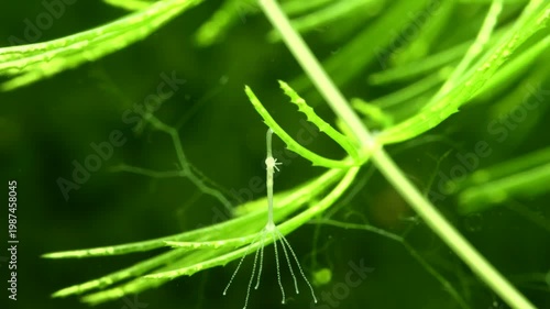 Close-up of hydra contracting its body while remaining attached to reposition its tentacles, illustrating orientation change and energy-efficient movement in a freshwater environment. 
