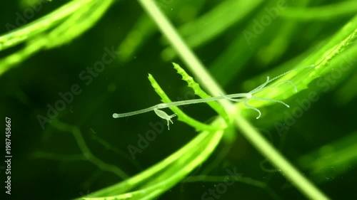 Hydra locomotion – Extreme macro of hydra extending and securing tentacles to a glass surface during locomotion, showing detailed movement and behavior in a freshwater environment. 
