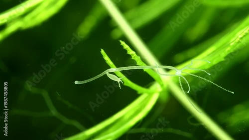 Hydra locomotion – Timelapse macro of hydra completing a full locomotion cycle, attaching and detaching tentacles and base, illustrating movement and behavior in a freshwater environment. 