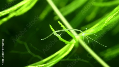Hydra locomotion – Close-up of hydra releasing its basal disc from a surface and contracting its body as part of locomotion, illustrating natural movement and biological behavior. 