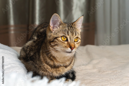 Portrait of a beautiful domestic cat with bright eyes