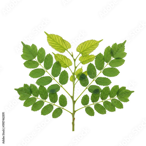 Green compound leaf branch with serrated edges isolated on a transparent background