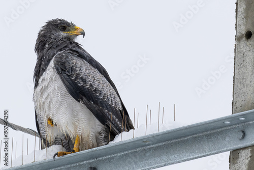 Eagle in the snow, chilean patagonia 