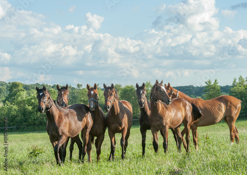 alert juvenile male Thoroughbred horse yearling colt herd on grass ridge
