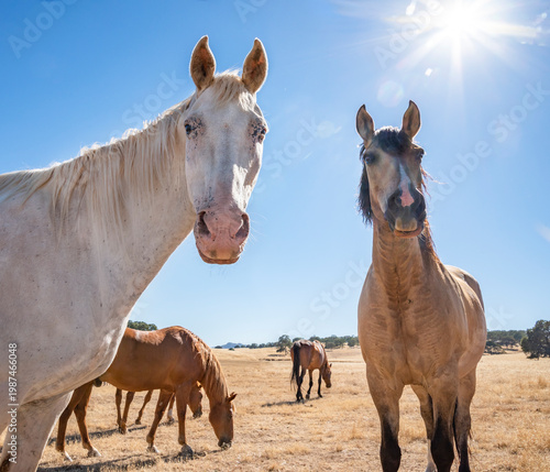 Herd of curious American Quarter horses in golden California pasture with blue sky