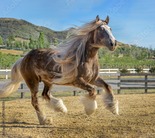 adult female Gypsy Vanner Horse mare runs in sand arena