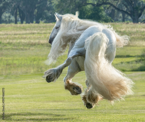 adult male Gypsy Horse stallion leaps kicking up heels in grass field