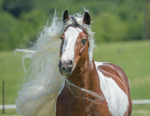 adult male Gypsy Vanner Horse stallion runs in field with long white mane flying