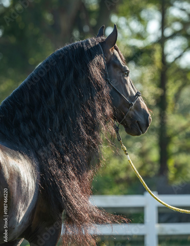 adult male Friesian Horse stallion with halter and lead rope head portrait